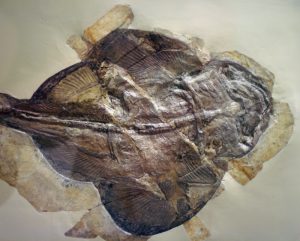 Fossil Ray