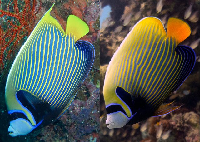 Comparison of the Pacific and Indian Ocean populations of Pomacanthus imperator. Credit: Bernard DUPONT & Malcolm Browne