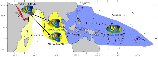 Regal Angelfish Biogeography. From Coleman et al 2016