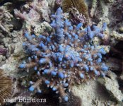 blue-mimic-anemone-2 (1).jpg