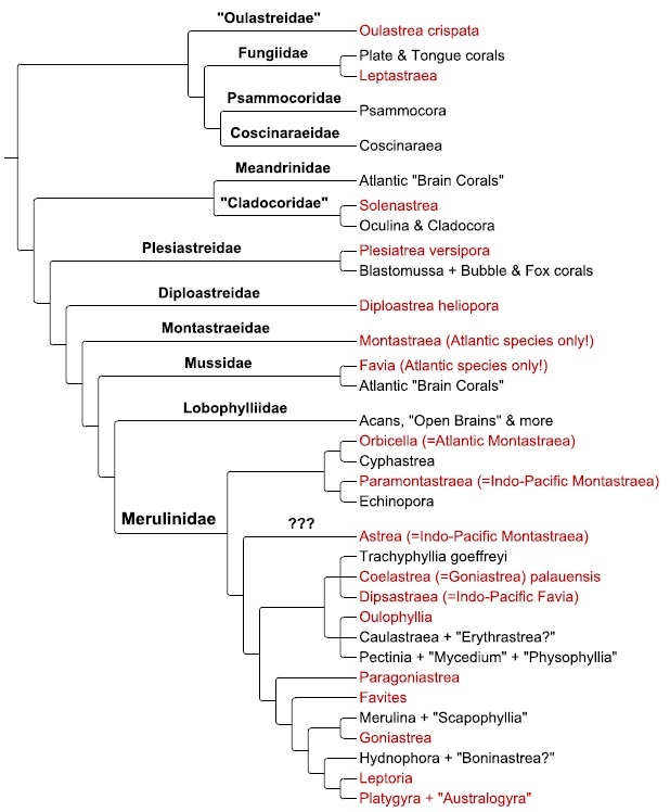 Coral Classification Chart