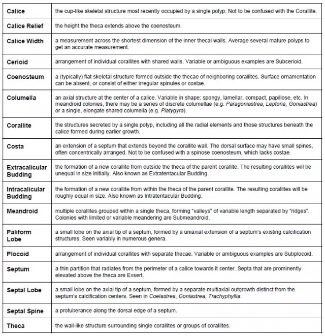 Coral Classification Chart