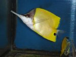 longnose butterfly.jpg