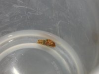 snail.JPG