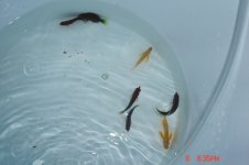 fish 001.jpg