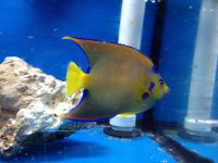 ImageUploadedByReefs1356329313.782017.jpg