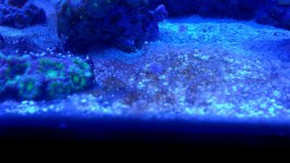 CYANO 001.JPG