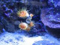 Dendro FTS Video 033.jpg