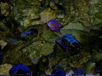 Male Anthias with flash.jpg