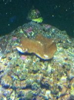 ImageUploadedByReefs1356574203.002896.jpg