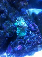ImageUploadedByReefs1356574470.024332.jpg