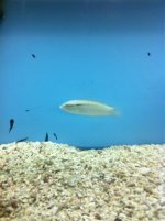 ImageUploadedByReefs1360508701.630921.jpg