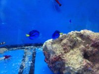 ImageUploadedByReefs1366481657.530729.jpg