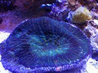 ImageUploadedByReefs1348526315.081960.jpg