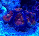 ImageUploadedByReefs1356674950.882006.jpg
