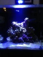 ImageUploadedByReefs1370100822.364884.jpg
