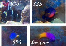 fish.jpg