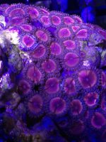 ImageUploadedByReefs1374015293.598132.jpg
