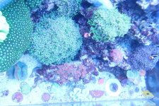 ImageUploadedByReefs1370199281.913552.jpg