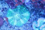 ImageUploadedByReefs1370199311.726696.jpg