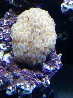 ImageUploadedByReefs1364849419.071407.jpg