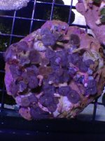 ImageUploadedByReefs1370472298.894977.jpg
