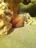 Shrimp.jpg