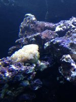 ImageUploadedByReefs1364854792.707717.jpg