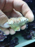 ImageUploadedByReefs1364858616.199485.jpg