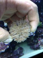 ImageUploadedByReefs1364858626.398773.jpg