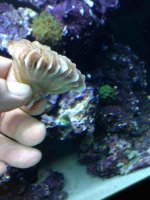 ImageUploadedByReefs1364858637.349109.jpg