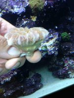 ImageUploadedByReefs1364858655.782159.jpg
