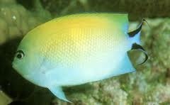 ImageUploadedByReefs1356917530.340334.jpg