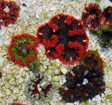 ImageUploadedByReefs1370486601.236711.jpg