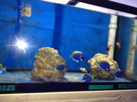 ImageUploadedByReefs1370486772.538056.jpg