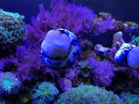 ImageUploadedByReefs1374525003.413525.jpg