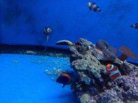 ImageUploadedByReefs1370568818.099737.jpg