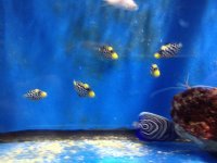 ImageUploadedByReefs1370568852.970003.jpg