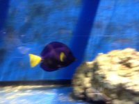 ImageUploadedByReefs1370568876.171416.jpg