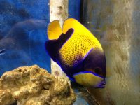 ImageUploadedByReefs1370568904.907974.jpg