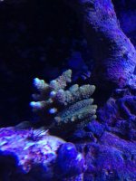 ImageUploadedByReefs1367113347.516282.jpg