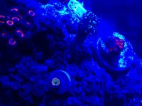 ImageUploadedByReefs1374902497.037839.jpg