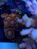 ImageUploadedByReefs1365304260.075224.jpg
