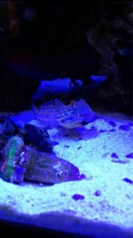 ImageUploadedByReefs1375026705.571253.jpg