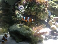 ImageUploadedByReefs1375149112.847237.jpg