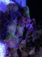 ImageUploadedByReefs1371001472.487500.jpg