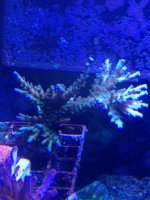 ImageUploadedByReefs1375229991.782635.jpg