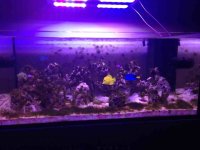 ImageUploadedByReefs1367504251.802866.jpg
