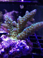 ImageUploadedByReefs1375402256.242527.jpg