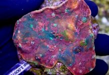 ImageUploadedByReefs1382666942.732574.jpg